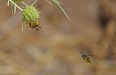 Icteranthidium grohmanni