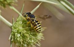 Icteranthidium grohmanni