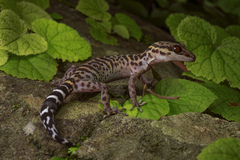 Goniurosaurus bawanglingensis