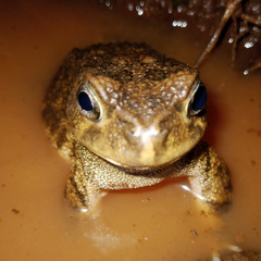 Sclerophrys gutturalis