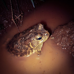 Sclerophrys gutturalis
