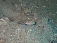 Ctenogobiops crocineus