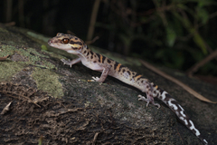 Goniurosaurus bawanglingensis