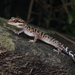 Bawangling Leopard Gecko - Photo (c) qinkoog, some rights reserved (CC BY-NC), uploaded by qinkoog