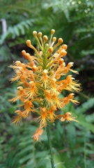 Platanthera chapmanii