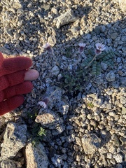 Erigeron denalii