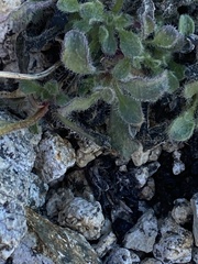 Erigeron denalii