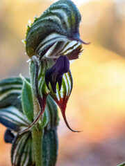 Pterostylis sargentii