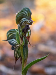 Pterostylis sargentii