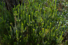 Erica multiflora