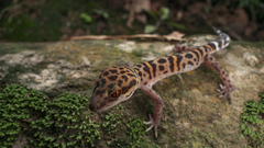 Goniurosaurus bawanglingensis