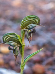 Pterostylis sargentii