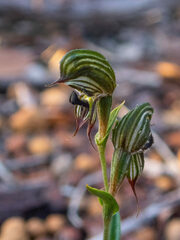 Pterostylis sargentii