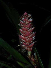 Aechmea hoppii