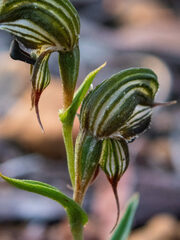 Pterostylis sargentii