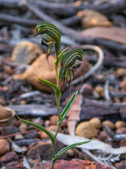 Pterostylis sargentii
