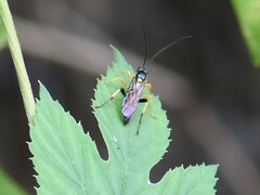 Cratichneumon coruscator