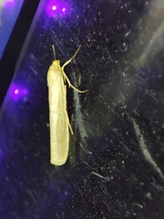 Eilema marcida