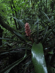 Aechmea hoppii