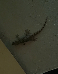 Tarentola mauritanica