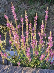 Lythrum salicaria