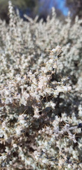 Sclerolaena cornishiana