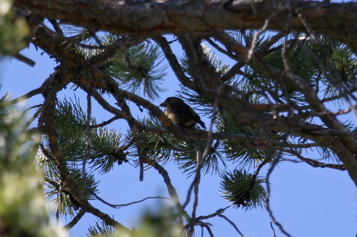 iNaturalist observation photo of Red Crossbill