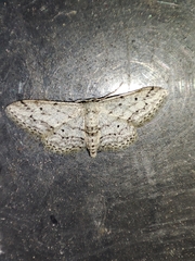 Idaea incisaria