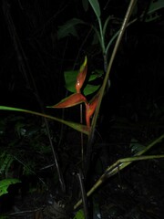 Heliconia stricta