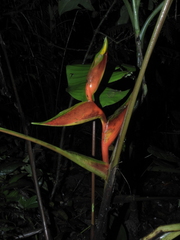 Heliconia stricta