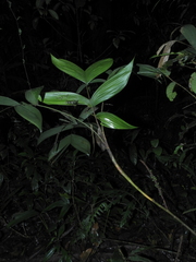Geonoma stricta