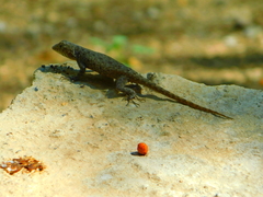 Sceloporus gadoviae