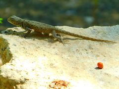 Sceloporus gadoviae