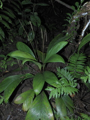 Geonoma macrostachys