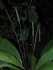 Geonoma macrostachys