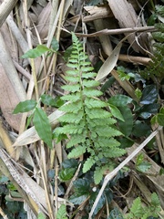 Athyrium minimum