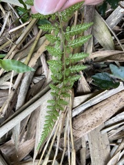 Athyrium minimum