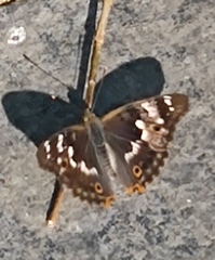 Apatura ilia