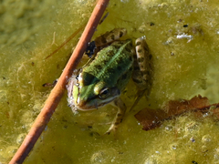 Pelophylax