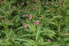Impatiens glandulifera