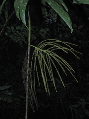 Hyospathe elegans