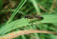 Anisotacrus bipunctatus