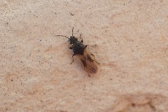 Metopoplax origani