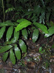Renealmia thyrsoidea