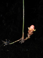 Renealmia thyrsoidea
