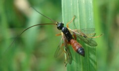 Anisotacrus bipunctatus