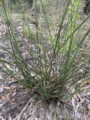 Xanthorrhoea minor