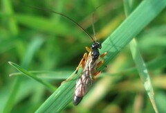 Anisotacrus bipunctatus