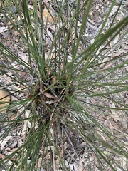 Xanthorrhoea minor