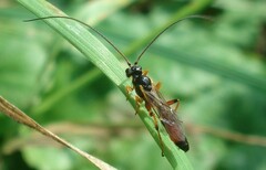 Anisotacrus bipunctatus